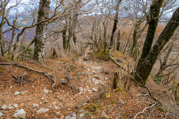 静岡県の天城山の紅葉の季節の登山道 Mt. Amagi Mountain Trail in Shizuoka Prefecture during the Fall Foliage Season