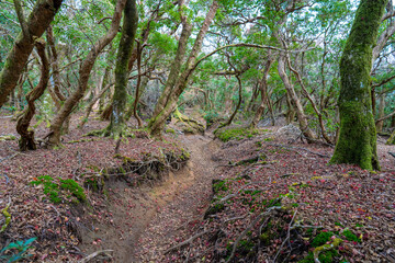 Obraz premium 静岡県の天城山の紅葉の季節の登山道 Mt. Amagi Mountain Trail in Shizuoka Prefecture during the Fall Foliage Season