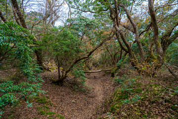 静岡県の天城山の紅葉の季節の登山道 Mt. Amagi Mountain Trail in Shizuoka Prefecture during the Fall Foliage Season