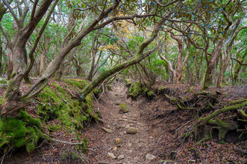 Fototapeta premium 静岡県の天城山の紅葉の季節の登山道 Mt. Amagi Mountain Trail in Shizuoka Prefecture during the Fall Foliage Season