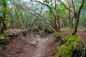 Obraz premium 静岡県の天城山の紅葉の季節の登山道 Mt. Amagi Mountain Trail in Shizuoka Prefecture during the Fall Foliage Season