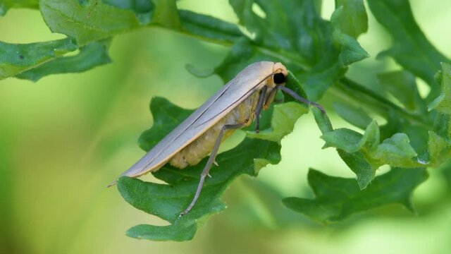 British Moths - Dingy Footman, Eilema griseola