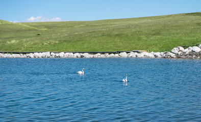 The swans were swimming on the calm lake. Shot in Sayram Lake in Xinjiang, China.