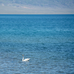 Fototapeta na wymiar The swans were swimming on the calm lake. Shot in Sayram Lake in Xinjiang, China.