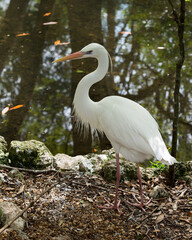 White Heron Stock Photos.  close-up profile view displaying beautiful white fluffy feathers plumage with tree, moss rock and tree background in its environment and surrounding habitat. Image. Picture.