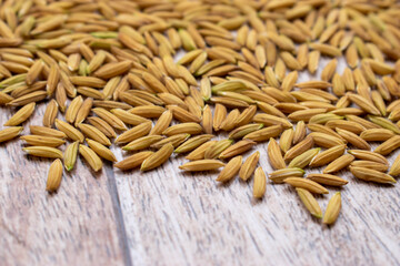 Close up paddy rice on wooden background.Top view of paddy rice and rice seed on the white background, Background and wallpaper by pile of paddy rice seed, Close-up of brown rice grain.