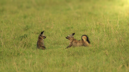 Bat eared fox kits playing at sunset