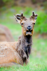 Fototapeta premium Elk in Alaska gasping not happy about its photo being taken