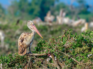 Spot Billed Pelican sitting in its nest