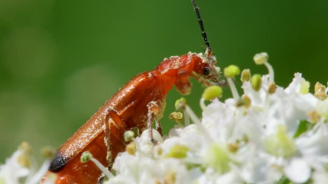 Soldier Beetle, Cantharis livida on white flowers