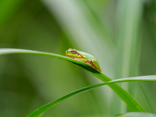 獲物を待つアマガエル