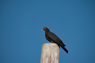A dark scaly-naped pigeon or patagioenas squamosa with maroon plumage and a scaly nape sits on the...