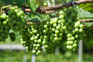 Nagano,Japan-July 22, 2021: Closeup of Niagara grapes on grapevine trellis
