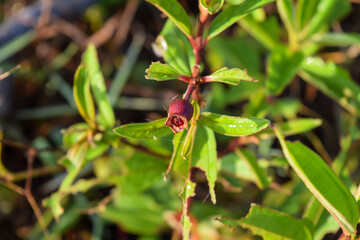 The beauty of wildflowers is like roses