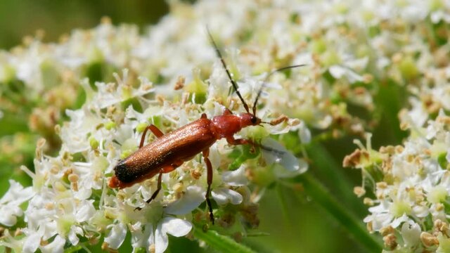Soldier Beetle, Cantharis livida on white flowers