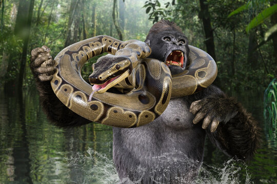 一匹のリーダーの雄ゴリラがジャングルの奥にある草木が生い茂った池で首に巻きついて来たアナコンダと戦う