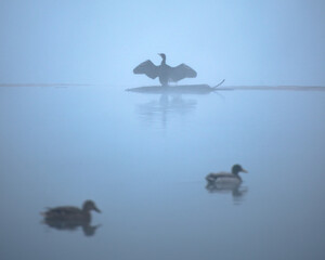 Fototapeta premium cormorant on the river