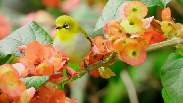 Oriental White-eye, the nature bird with flower.