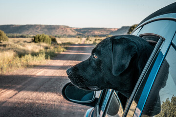 Labrador Sticking Head Out Car Window - Powered by Adobe