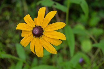 yellow flower