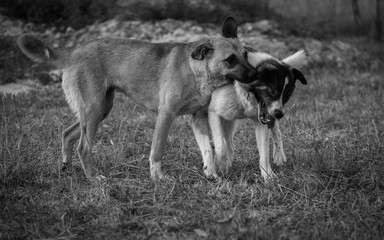 two dogs playing