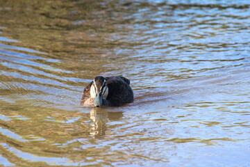 Fototapeta premium Ducks in the park