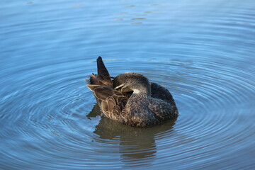 Ducks in the park