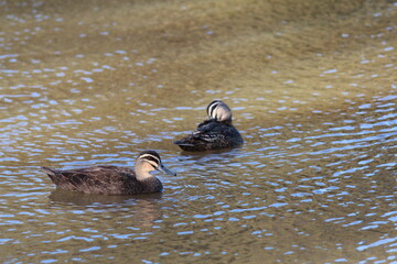 Ducks in the park