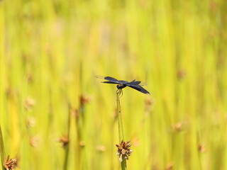 黒い羽根のトンボ