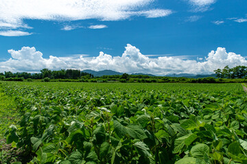 Fototapeta na wymiar 北海道　夏の野菜畑と雲の風景