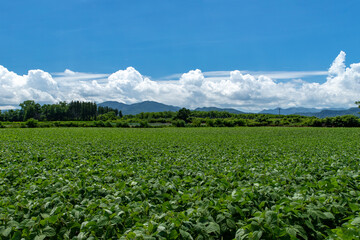 Fototapeta premium 北海道 夏の野菜畑と雲の風景