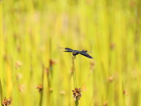 虫昆虫羽植物images Browse 1 0 Stock Photos Vectors And Video Adobe Stock