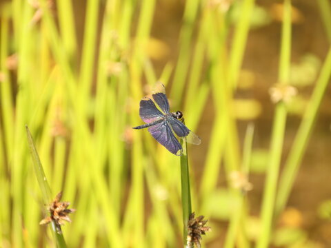 虫昆虫羽植物images Browse 1 806 Stock Photos Vectors And Video Adobe Stock 虫昆虫羽植物images Browse 1 806 Stock Photos Vectors And Video Adobe Stock