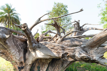 Big dry dead tree root, White gray dry patterned twisting tangled roots of an old dead tree.