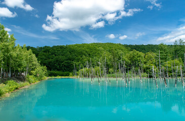 北海道　夏の青い池の風景