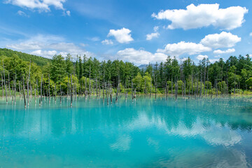 北海道　夏の青い池の風景