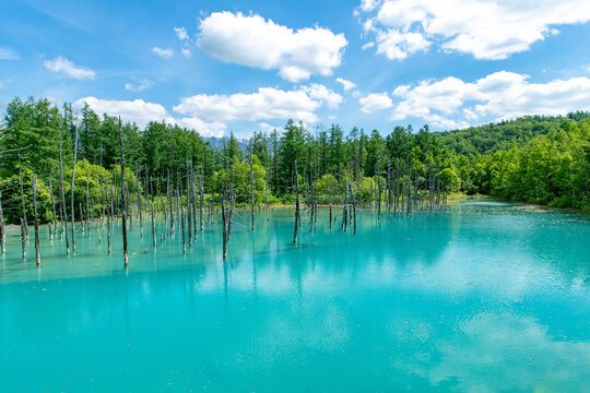 北海道　夏の青い池の風景