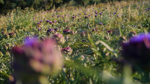 Field of globe artichoke plants with purple flowers in summer harvest season. Vegetable farming and agriculture. Organic cooking ingredients for Mediterranean, vegetarian and vegan food. 4K.