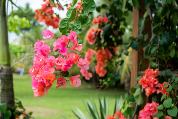 Fototapeta na wymiar Bougainvillea is a genus of thorny ornamental vines, bushes, and trees belonging to the four o' clock family, Nyctaginaceae