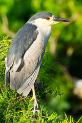 Fototapeta premium Black-crowned Night Heron In a Tree