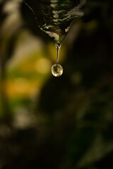 a gota