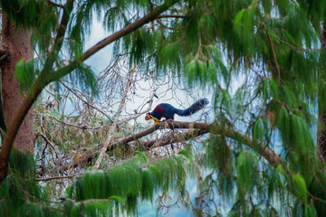 Giant Squirrel in the forest