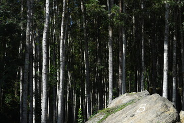 trees in the forest