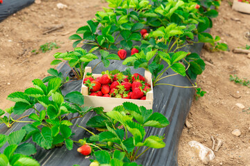Fototapeta na wymiar Freshly picked organic strawberry in wooden box on background of fruit plantation