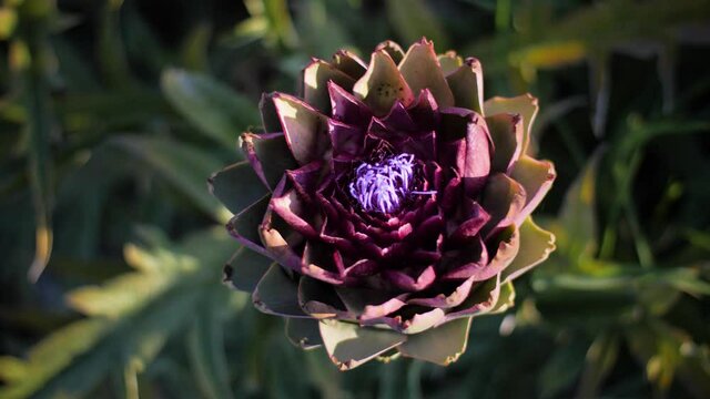 Top down close up of beautiful globe artichoke flower during sunset. Natural and healthy cooking ingredients for organic Mediterranean food and vegetarian and vegan cuisine. 4K.
