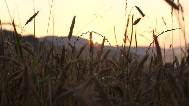 Sunset shines through the grain field. fog drifts over the field. Slowmotion Clip. Sun goes down behind the hills of mühlviertel, upper austria. breathtaking footage of a grain field at dusk.