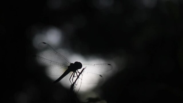 A dragonfly rests its wings on a small branch.