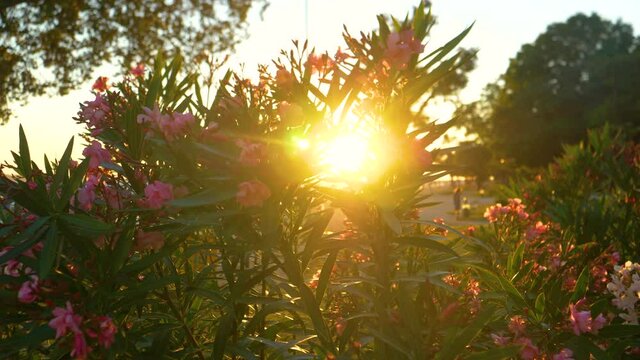 CLOSE UP, LENS FLARE, DOF: Golden summer evening sunbeams shine on a blossoming oleander bush swaying in the gentle breeze. Cinematic close up shot of a blooming flower bush as it sways at sunset.
