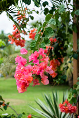 Fototapeta na wymiar Bougainvillea is a genus of thorny ornamental vines, bushes, and trees belonging to the four o' clock family, Nyctaginaceae