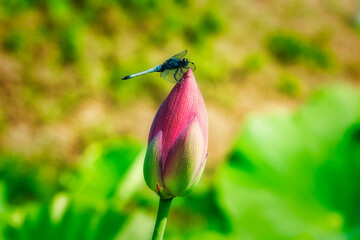 まだ蕾のピンク色の蓮の花に、シオカラトンボが止まっている風景